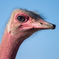 struthio-camelus-saudi-arabia-7B6D6409-C9D0-47ED-B3B0-E1429D80EA0C.jpg