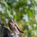 sula-leucogaster-guadeloupe-2B8AADDB-28F4-4243-975E-3A9D9D4DAE56.jpg