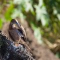 sula-leucogaster-guadeloupe-B87903F9-5ADA-46D7-B3F5-5340FDDC0E6F.jpg