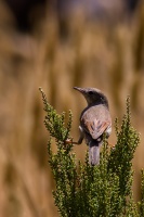 Sylvia conspicillata (Fauvette à lunettes)