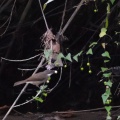 sylvia-hortensis-gabon-AB8DD1C4-2FE6-4B4C-8BD0-79198393A071.jpg