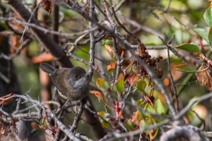 Sylvia melanocephala (Fauvette mélanocéphale)
