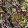 sylvia-melanocephala-canaries-la-palma-4D94F669-168E-4852-8BCD-94D407E8E35B.jpg
