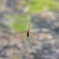 sympetrum-sp-indet-switzerland-5FE61463-FB56-421B-A46B-8A47AD603081.jpg