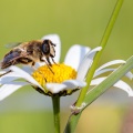 syrphidae-sp-indet-switzerland-6F08B1AD-DD89-485A-817D-FA54C0EA1D0A.jpg