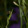 syrphidae-switzerland-EBB51090-4734-11DC-8E52-000A95CA2156.jpg