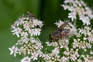 Tabanideae sp. indet.