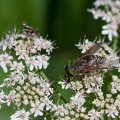 tabanideae-sp-france-1EF284BD-60A2-4B44-9749-2502FFC452BA.jpg