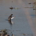 tachybaptus-ruficollis-namibia-0D675EFA-53A1-40F8-B4E4-FBD24F3F9363.jpg
