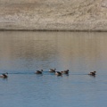 tachybaptus-ruficollis-namibia-D7038771-2867-4375-BC23-BAFC1DB0CFED.jpg