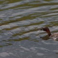 tachybaptus-ruficollis-switzerland-EE9D2AF3-A4D9-4EB3-A0EA-361F94836B7F.jpg