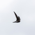 tachymarptis-melba-switzerland-1CF17583-1C7E-4DC8-83B4-27D0A3E0B819.jpg