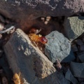 termite-south-africa-04B6C3AE-22A1-46F4-9F33-2F36C24F4CDE.jpg
