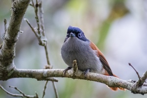 Terpsiphone bourbonnensis