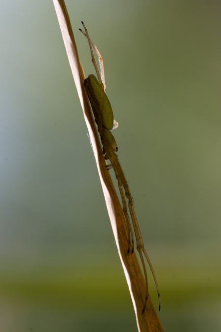 tetragnatha-sp-switzerland-02FC5B34-4733-11DC-8E52-000A95CA2156.jpg