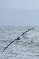 Thalassarche cauta (Albatros à cape blanche)