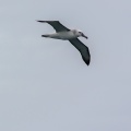 thalassarche-cauta-south-africa-DBFE03FA-0BEA-466E-8F16-C69C69A33ED5.jpg