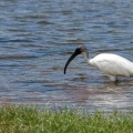 threskiornis-melanocephalus-sri-lanka-1CE53B9A-5292-4AC5-9701-C01F5F072D8D.jpg