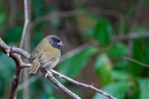 Tiaris bicolor (Sporophile cici)