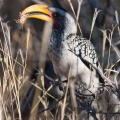 tockus-leucomelas-namibia-2171AEE7-856F-4187-B503-F5BC880F414A.jpg