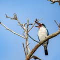 todiramphus-chloris-indonesia-BA1A421F-A501-404A-A2C5-D7F7A0D13D7A.jpg