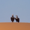 torgos-tracheliotus-saudi-arabia-42316EB5-4AB2-11DC-AA40-000A95CA2156.jpg