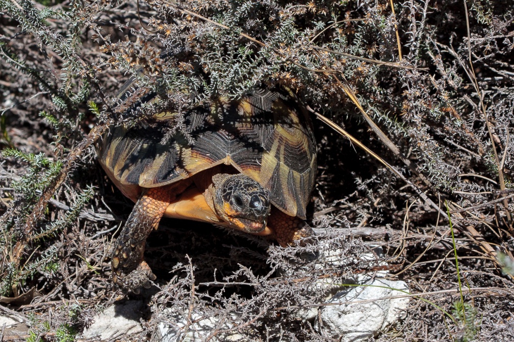tortue-tortue-south-africa-07D9151A-1FB9-4875-82B3-43DF0BB84CBF.jpg
