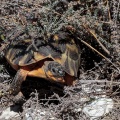 tortue-tortue-south-africa-07D9151A-1FB9-4875-82B3-43DF0BB84CBF.jpg