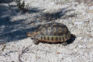 Tortue