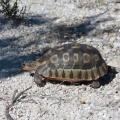 tortue-tortue-south-africa-D9068CE3-68AB-4361-AB67-341A7165671B.jpg