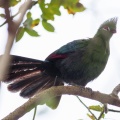 touraco-corythaix-south-africa-64B55C6F-7AD6-48B0-A2CF-69AFD2D65A87.jpg