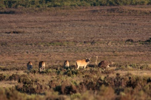 Tragelaphus oryx (Eland du Cap), Struthio camelus (Autruche d'Af