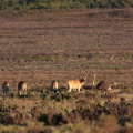 tragelaphus-oryx-south-africa-E7E5CC91-E825-4596-AAAF-E80C5B2F7CC1.jpg