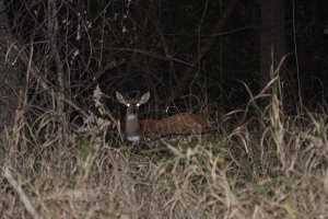 Tragelaphus scriptus (Guib harnaché)
