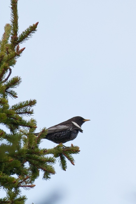 turdus-torquatus-switzerland-60A08D2E-1C75-41AF-9CE0-5E391DDAE9AB.jpg