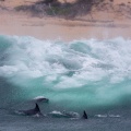 tursiops-south-africa-8F5B94F1-5A5F-4A0F-84A4-185A86B2E832.jpg