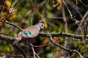 Turtur chalcospilos (Tourterelle émeraudine)