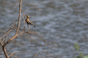Upupa epops (Huppe fasciée)