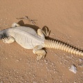 uromastyx-aegyptius-saudi-arabia-F59AAF83-4B7B-11DC-8D9F-000A95CA2156.jpg