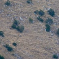 ursus-arctos-italy-6AFD2463-4D66-11DC-8A96-000A95CA2156.jpg