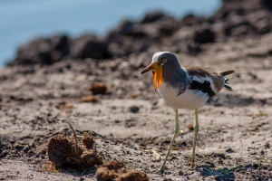 Vanellus albiceps (Vanneau à tête blanche)