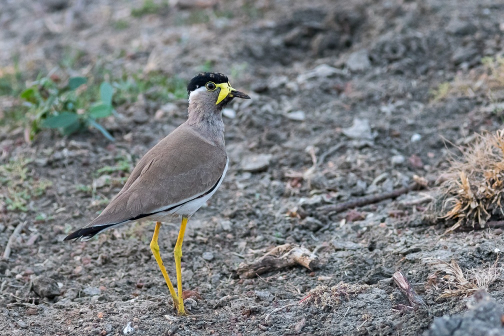 vanellus-malabaricus-sri-lanka-9D8999CF-AF98-40E5-A78B-D3E57E176AA7.jpg