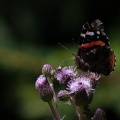 vanessa-atalanta-austria-ED5EA424-147F-4067-B689-1451B7EDFD47.jpg