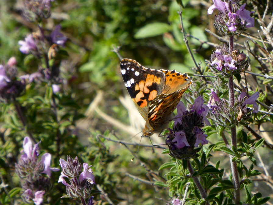 vanessa-cardui-kalymnos-greece-1B8B8918-3A3C-44C0-A010-00FBE3468CA5.jpg
