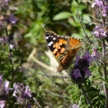 vanessa-cardui-kalymnos-greece-1B8B8918-3A3C-44C0-A010-00FBE3468CA5.jpg