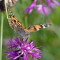 vanessa-cardui-switzerland-EB55B47D-4734-11DC-8E52-000A95CA2156.jpg