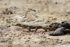 Varanus bengalensis (Varan du Bengale)
