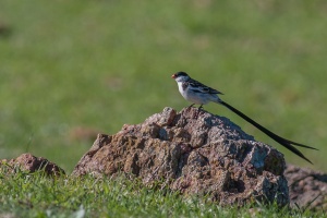 Vidua macroura (Veuve dominicaine)