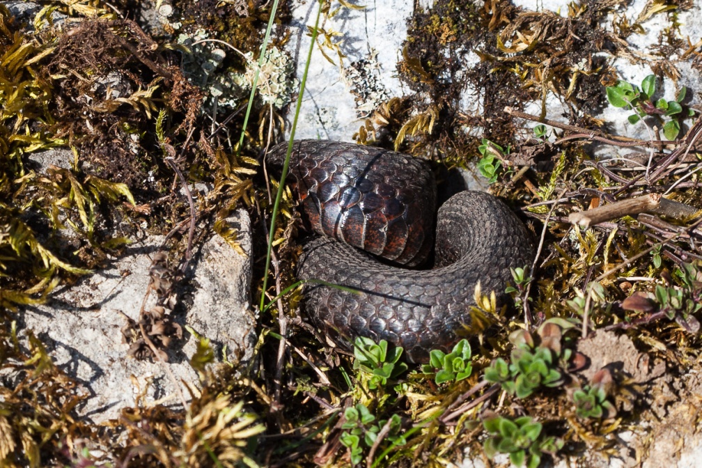 vipera-aspis-switzerland-D4EC8F32-81D7-46BA-B816-496E27F11DA7.jpg