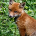vulpes-vulpes-switzerland-5DD45BDD-3BEB-4A3E-B0A8-FFA6122C2E38.jpg